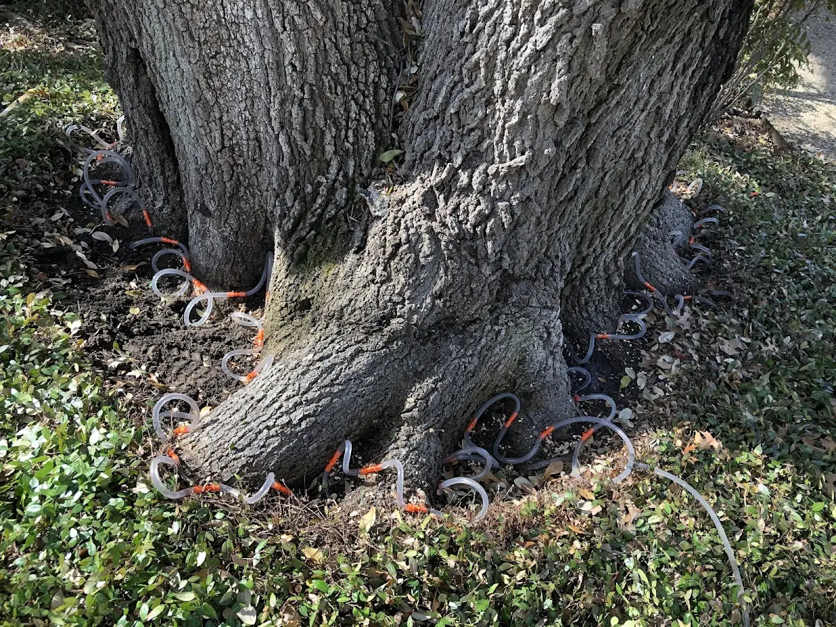 Detailed Tree Cabling and Bracing job site in Driggs