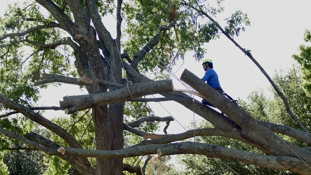 Professional Crown Thinning performed by certified arborists in Driggs